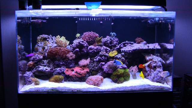 types of fish tanks - saltwater aquarium