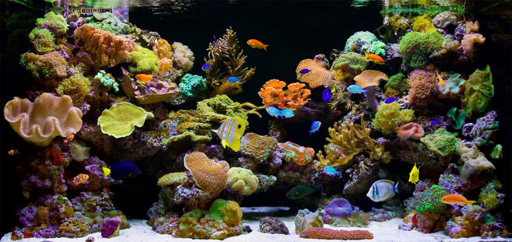 types of fish tanks - Coral reef aquarium