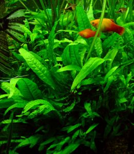 java fern fish tank plant
