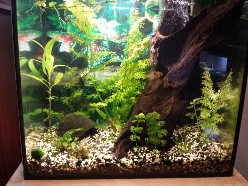 10 Gallon Fish Tank Setup And Other Required Information