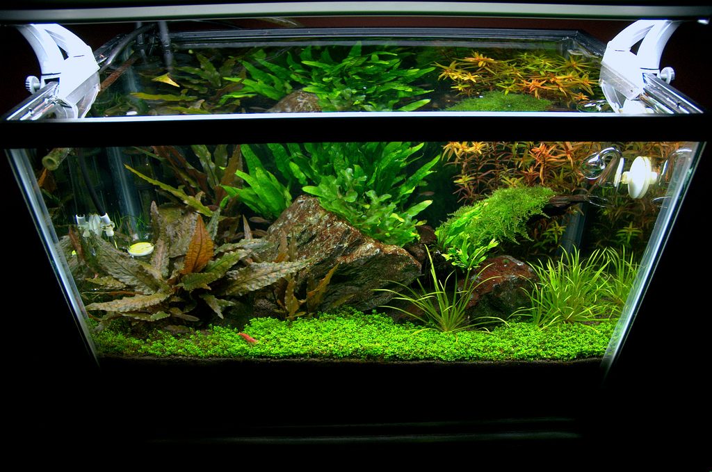 Land And Water Aquarium Setup - 1000+ Aquarium Ideas